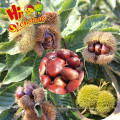 Ready to Eat Roasted Chestnuts Snacks---halal and Kosher Snacks Food Nut Snacks Decorated from CN;HEB Bag Packaging Low-fat 5 Kg